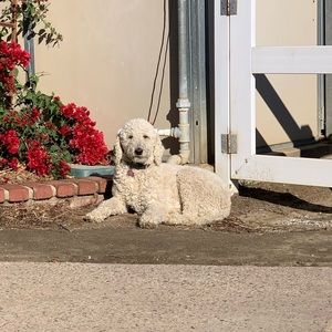 Meet your Posher, Marjie